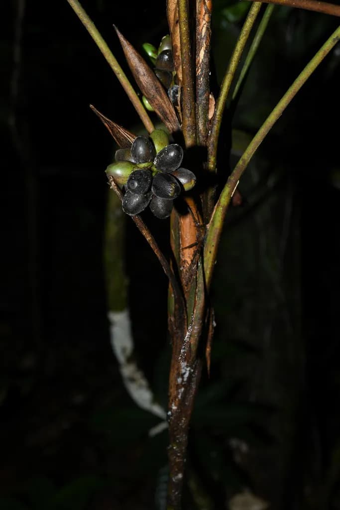 Botanical specimen of Bactris Oligocarpa.