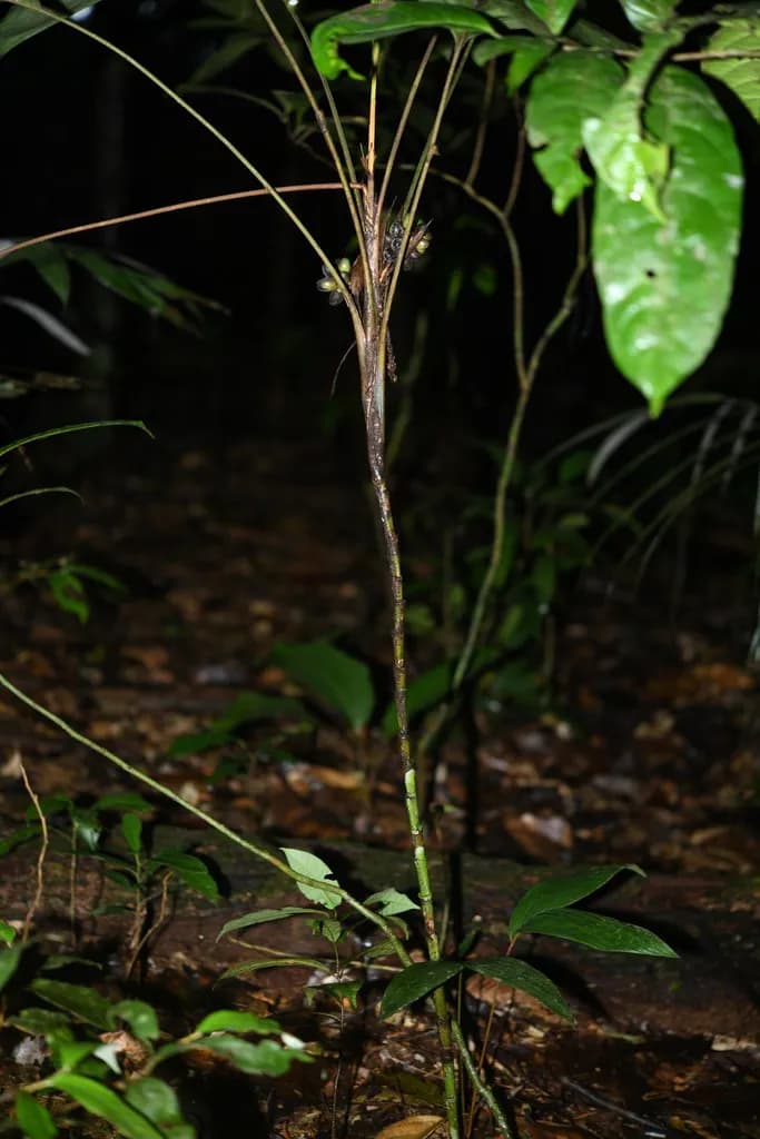 Botanical specimen of Bactris Oligocarpa.