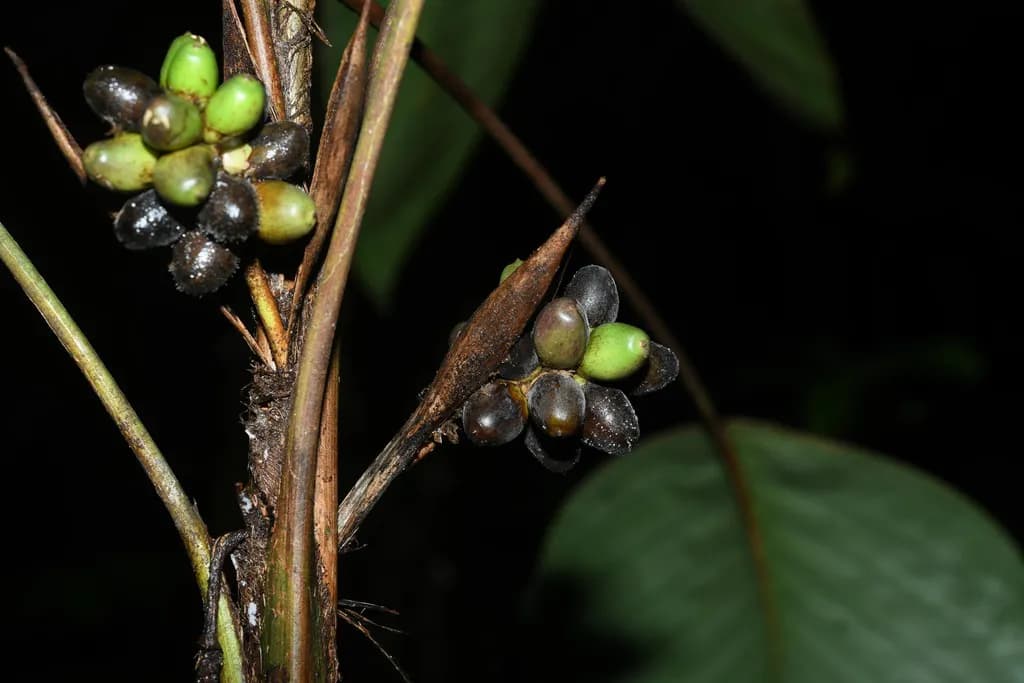 Botanical specimen of Bactris Oligocarpa.