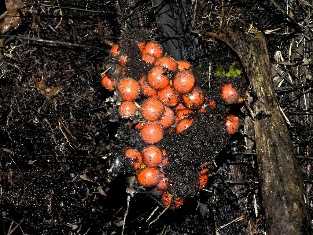 Botanical specimen of Bactris Rhaphidacantha.