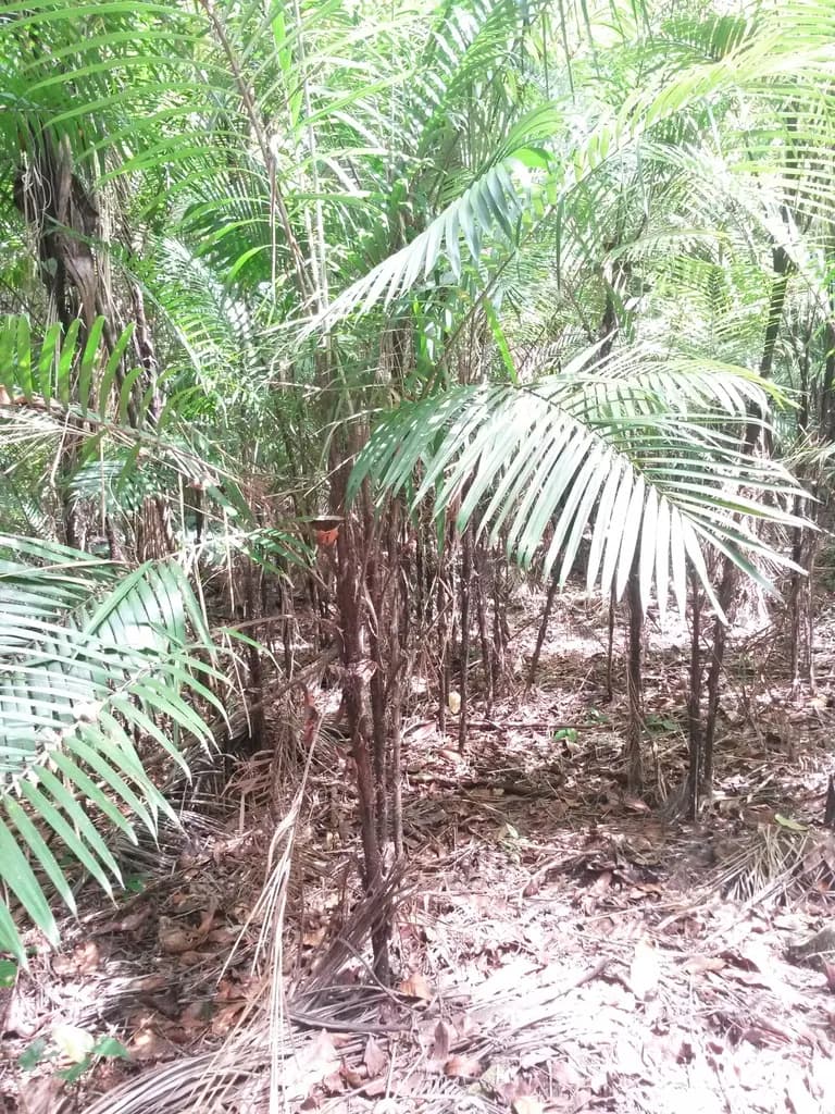 Botanical specimen of Bactris Setiflora.