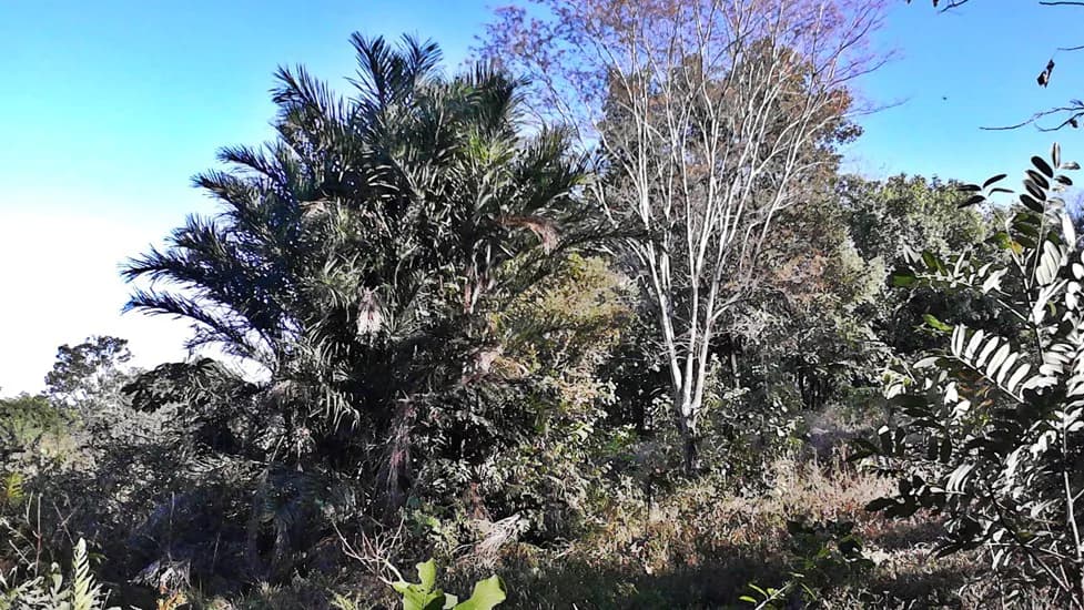 Botanical specimen of Bactris Setosa.