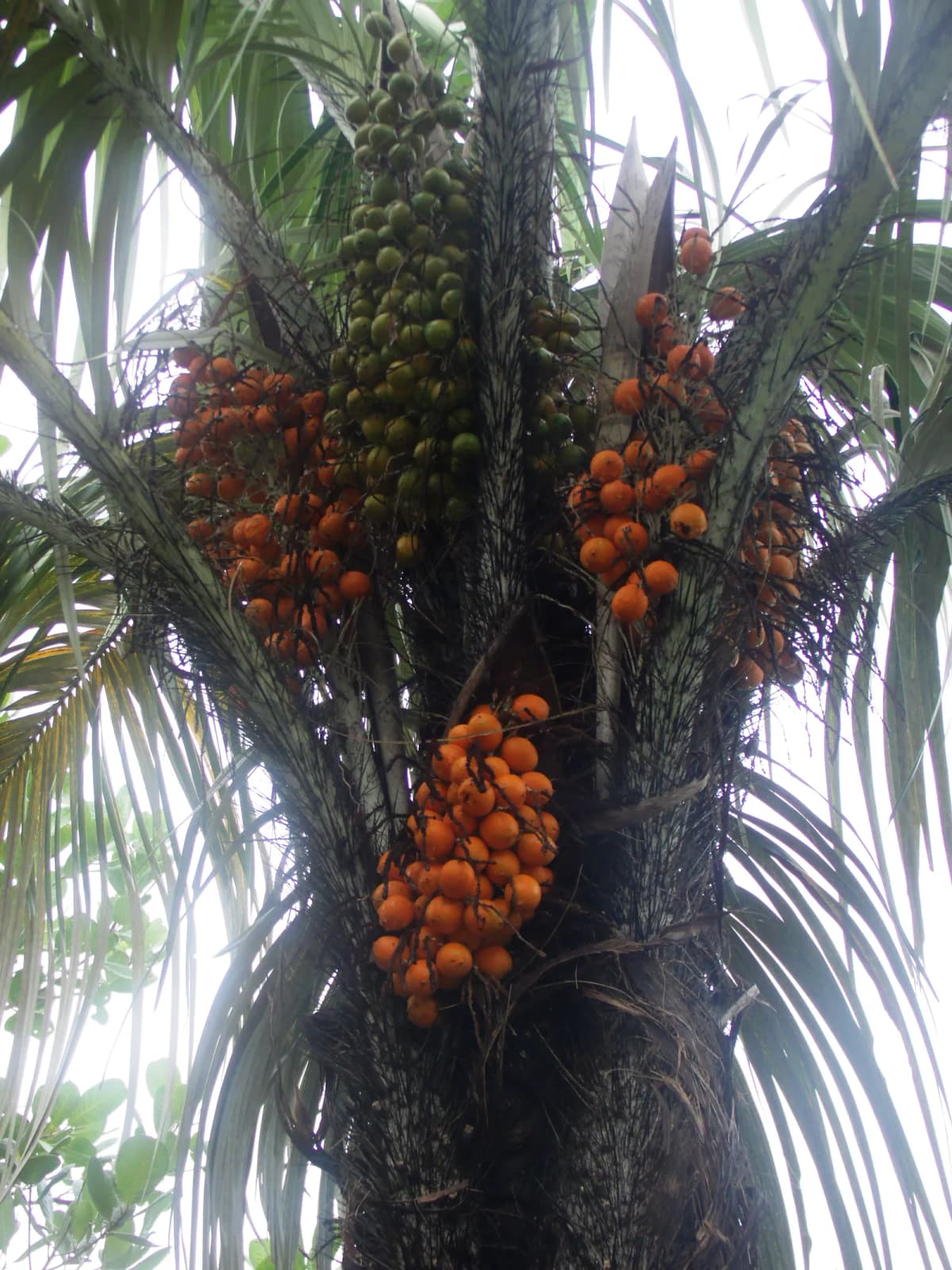Botanical specimen of Bactris Setosa.