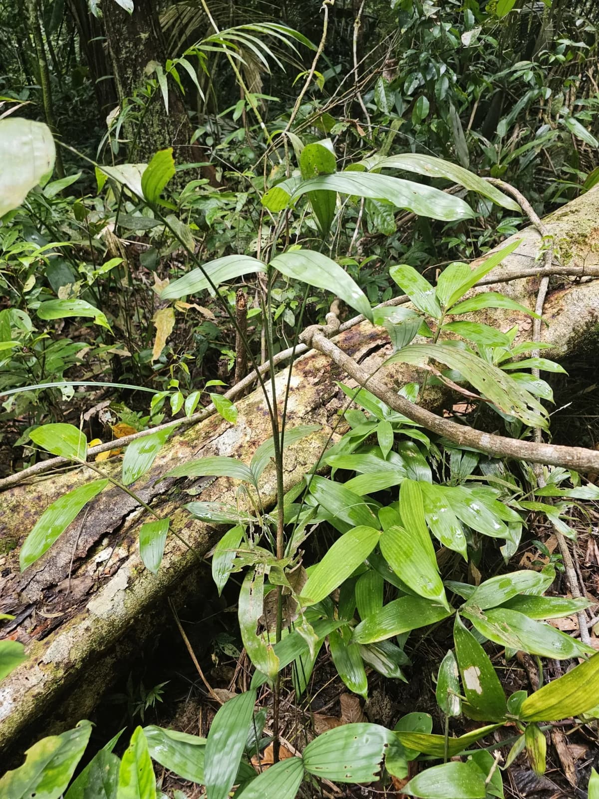 Botanical specimen of Bactris Simplicifrons.