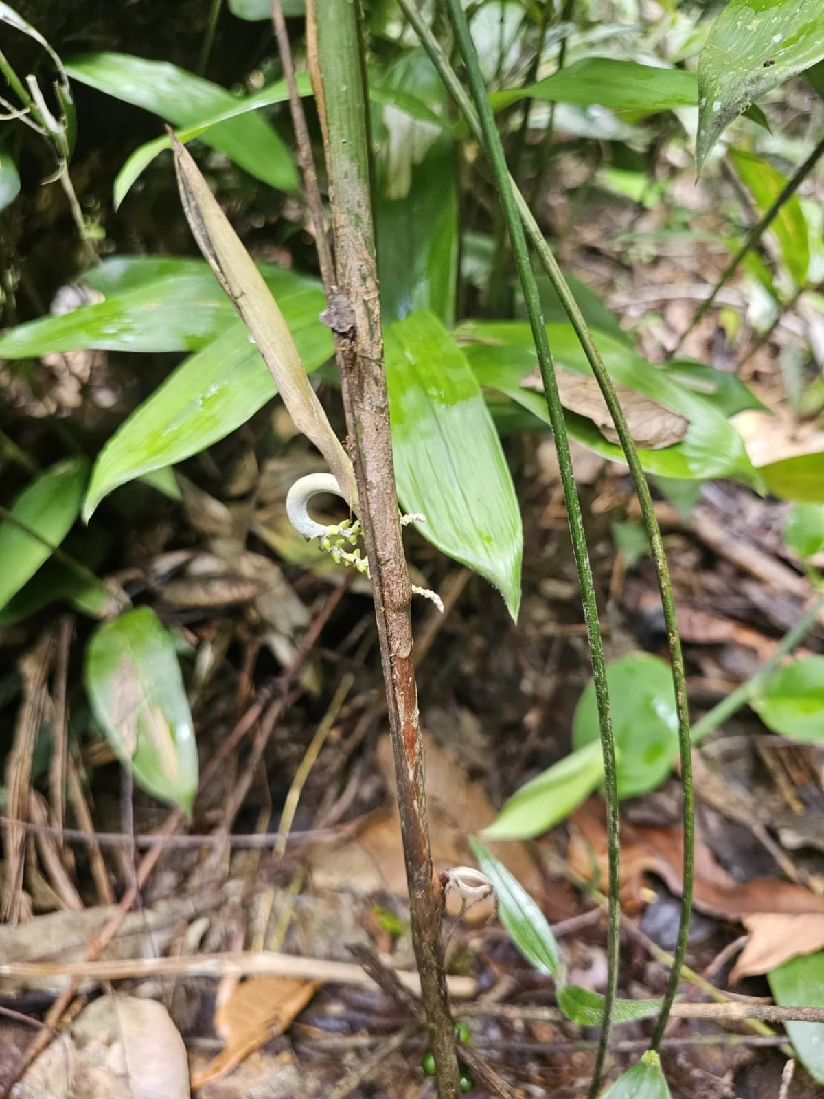 Botanical specimen of Bactris Simplicifrons.