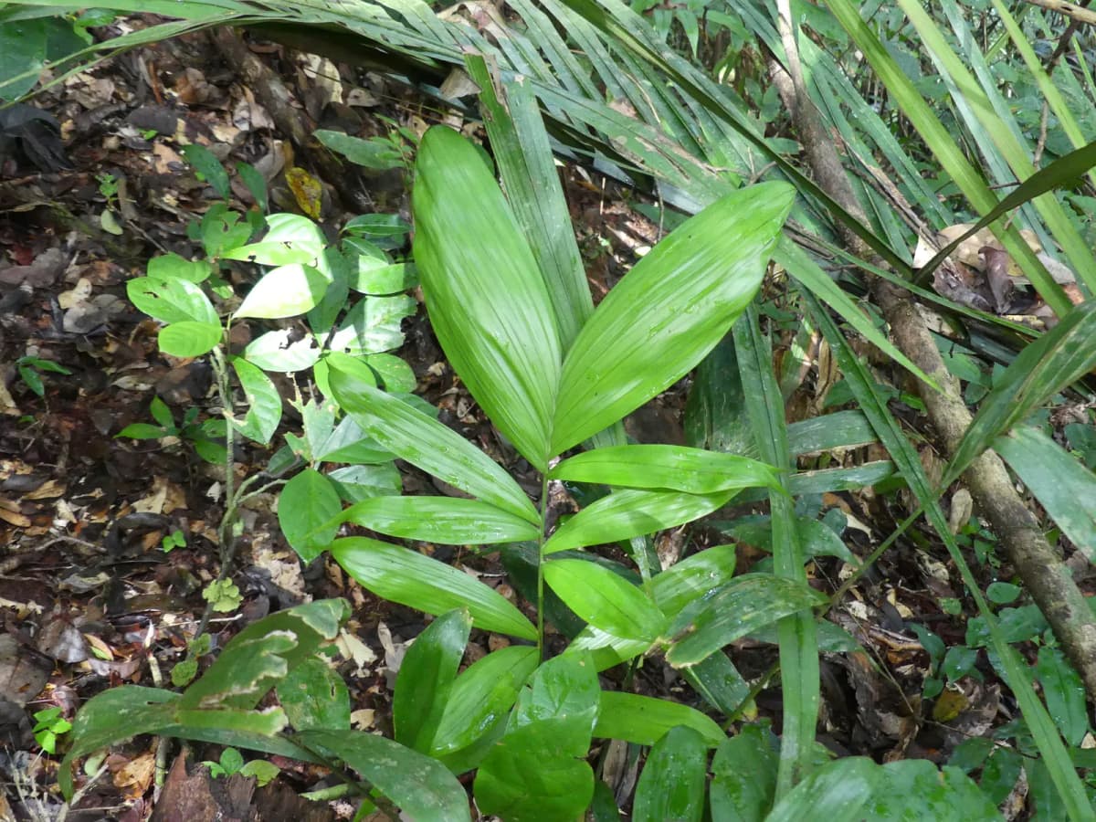 Botanical specimen of Bactris Simplicifrons.