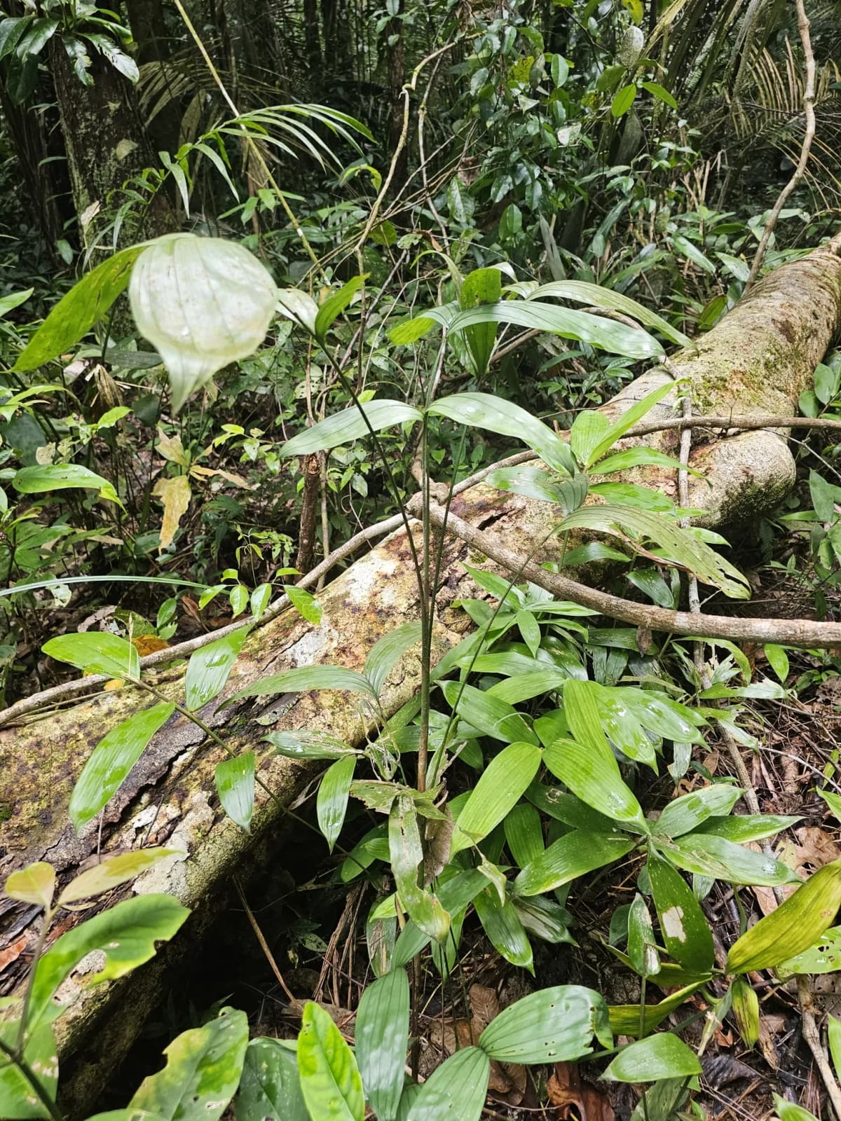 Botanical specimen of Bactris Simplicifrons.