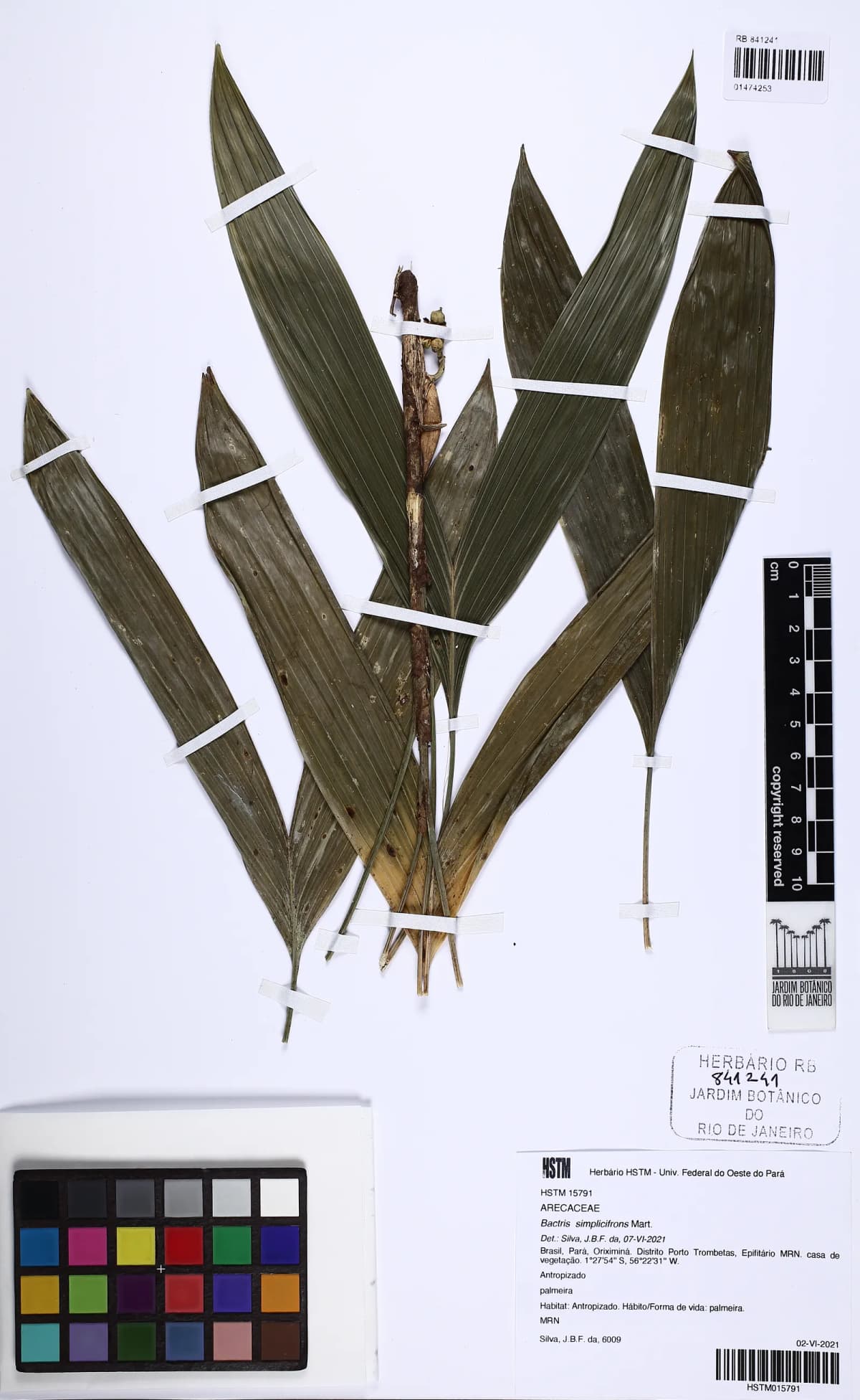 Botanical specimen of Bactris Simplicifrons.