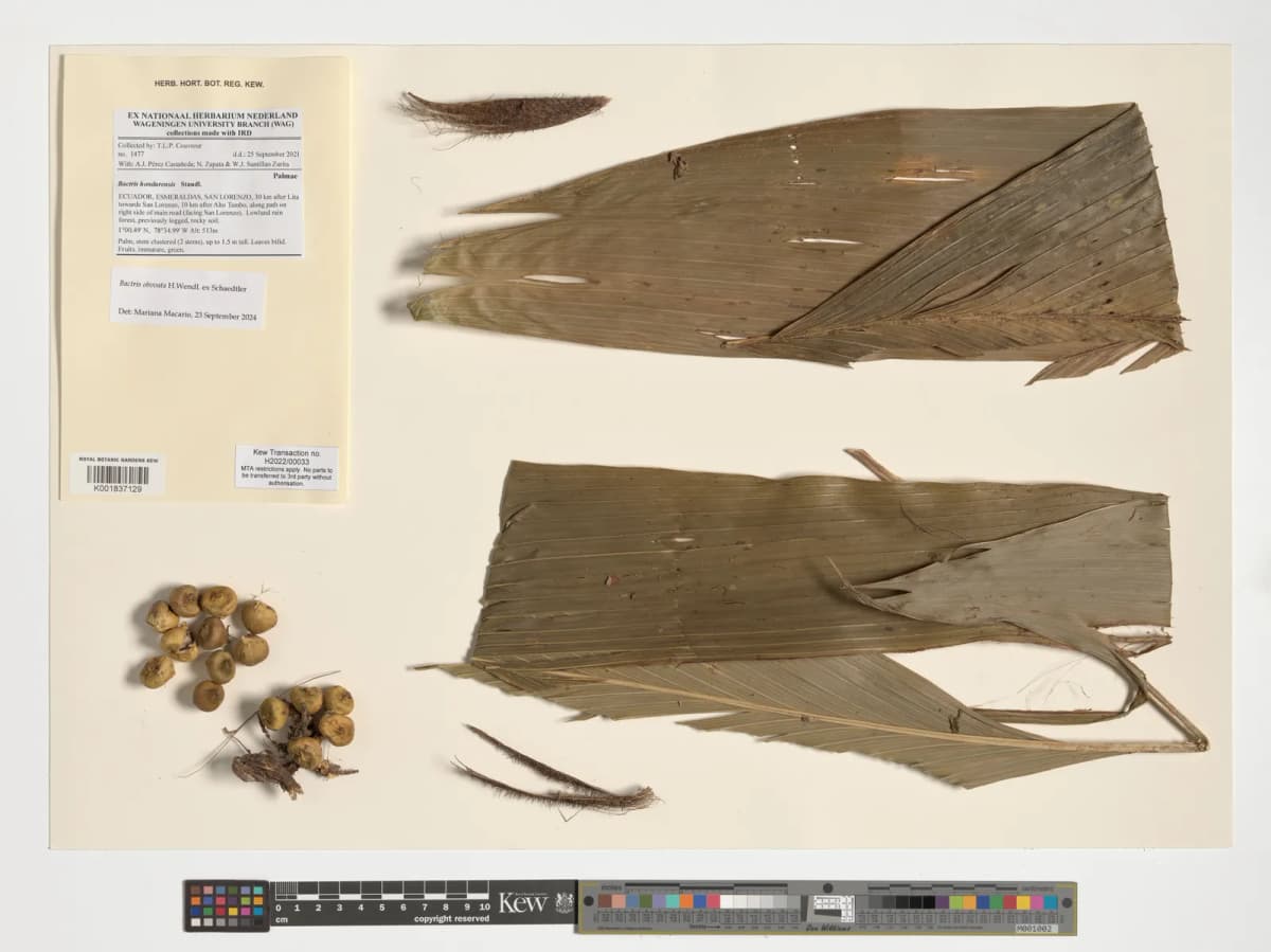 Botanical specimen of Bactris Simplicifrons.