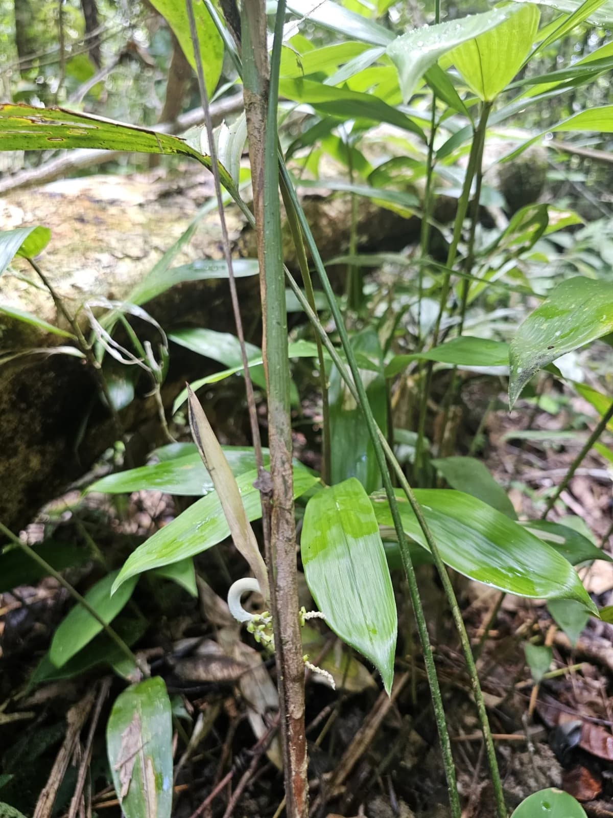 Botanical specimen of Bactris Simplicifrons.