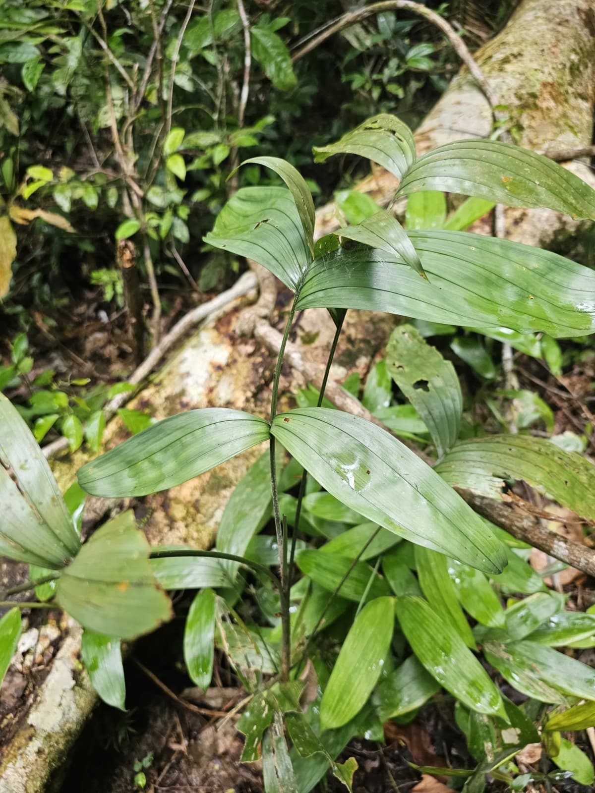 Botanical specimen of Bactris Simplicifrons.