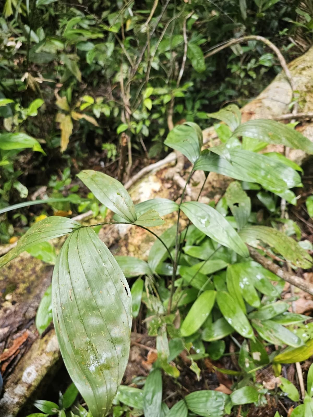 Botanical specimen of Bactris Simplicifrons.