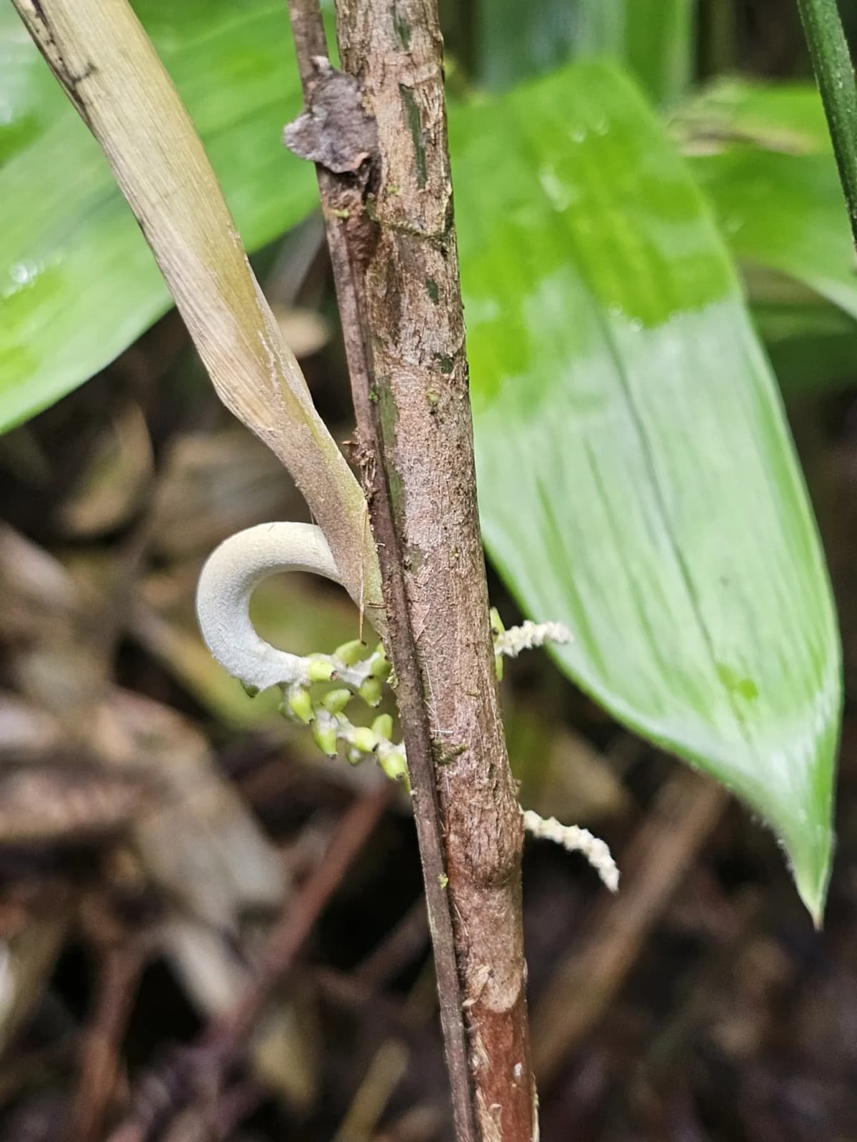 Botanical specimen of Bactris Simplicifrons.