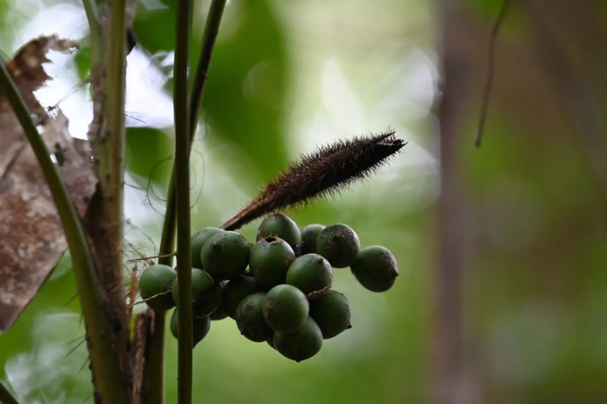 Botanical specimen of Bactris Tomentosa.
