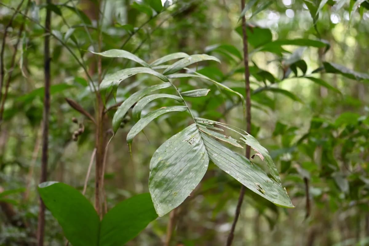 Botanical specimen of Bactris Tomentosa.