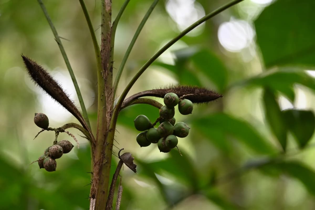 Botanical specimen of Bactris Tomentosa.