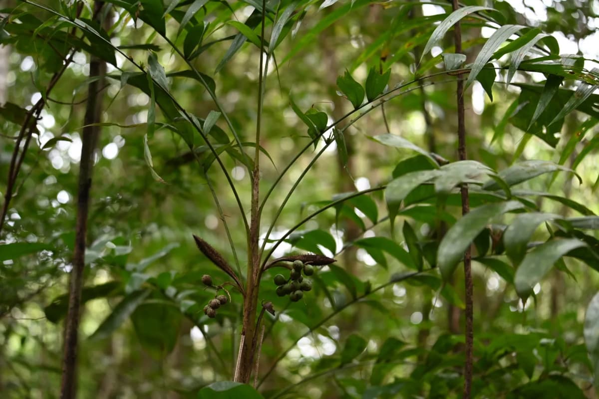 Botanical specimen of Bactris Tomentosa.