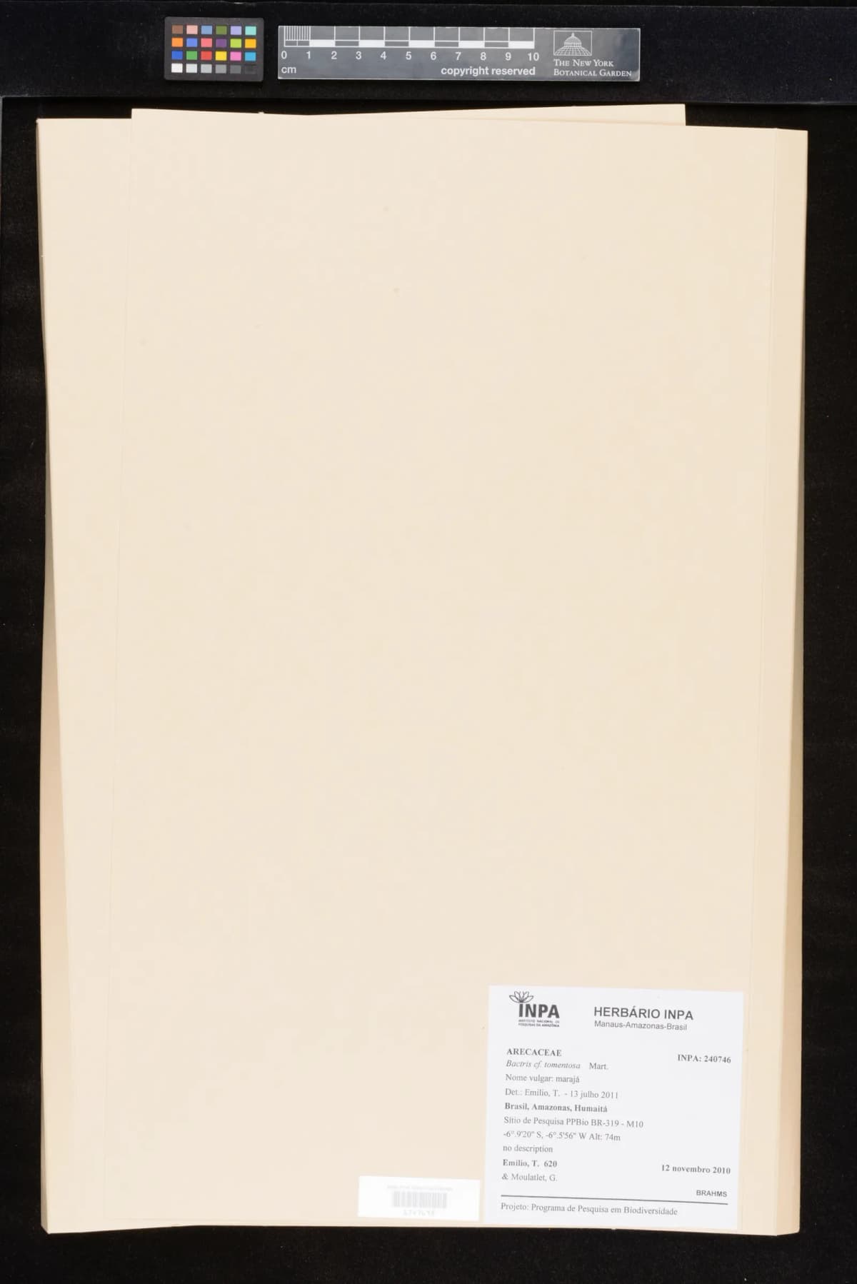 Botanical specimen of Bactris Tomentosa.
