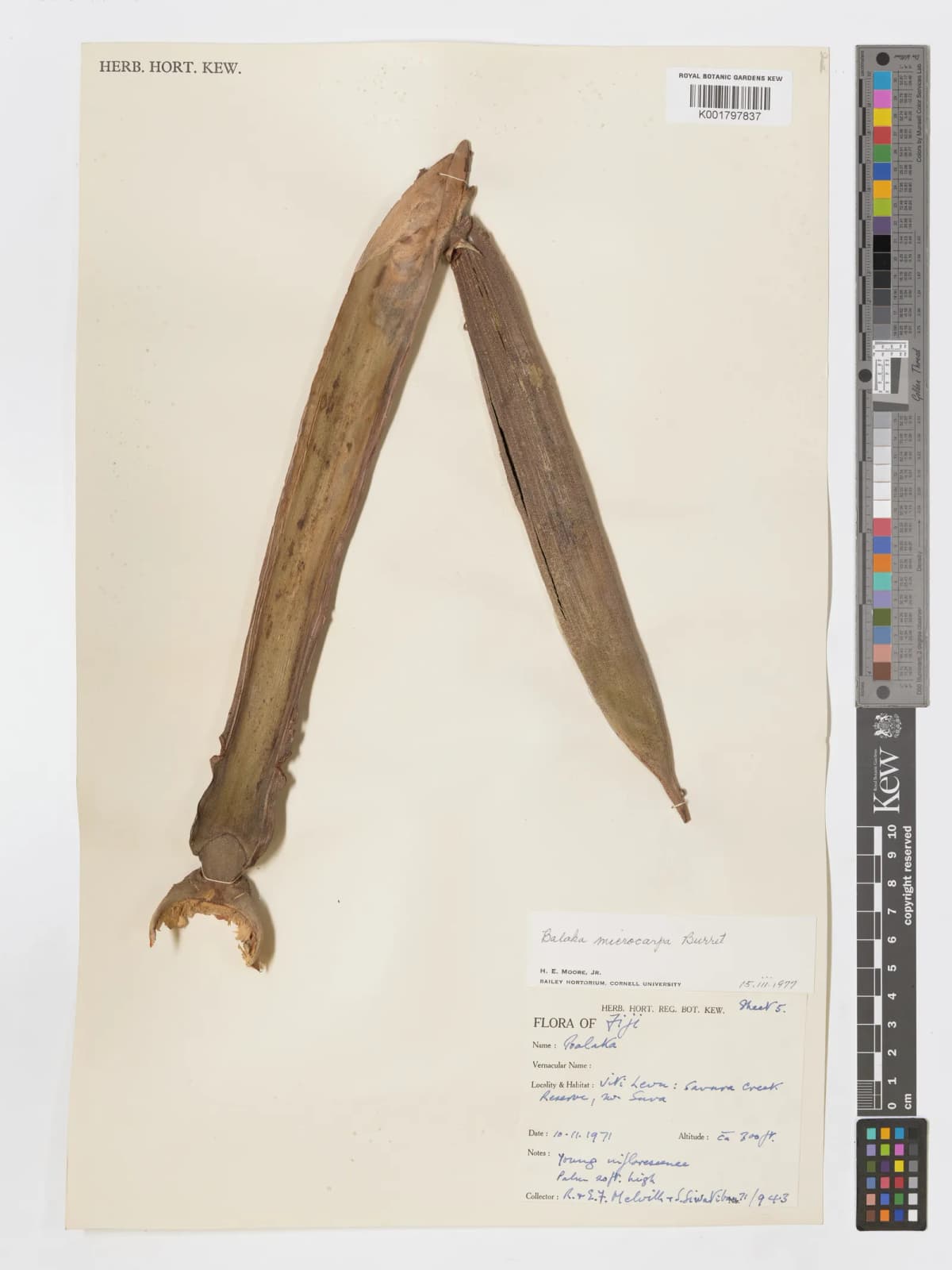 Botanical specimen of Balaka Macrocarpa.