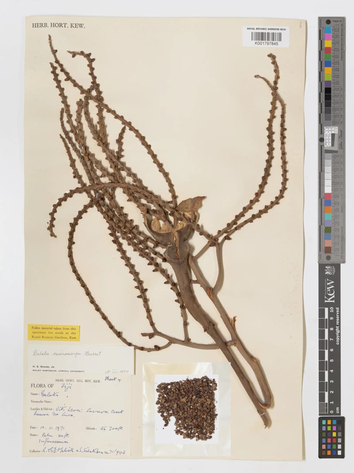 Botanical specimen of Balaka Macrocarpa.