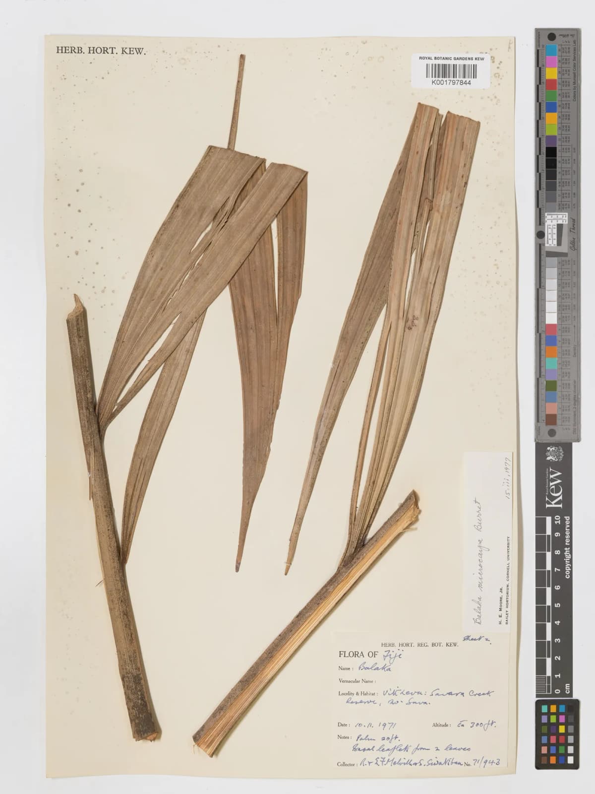 Botanical specimen of Balaka Macrocarpa.