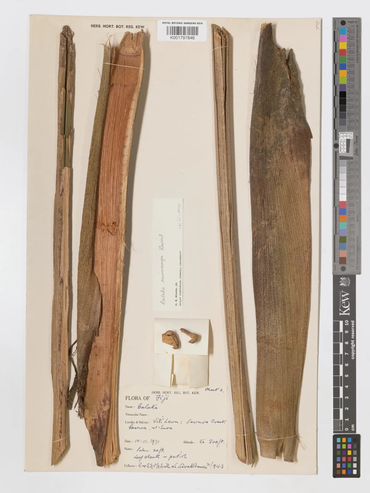 Botanical specimen of Balaka Macrocarpa.