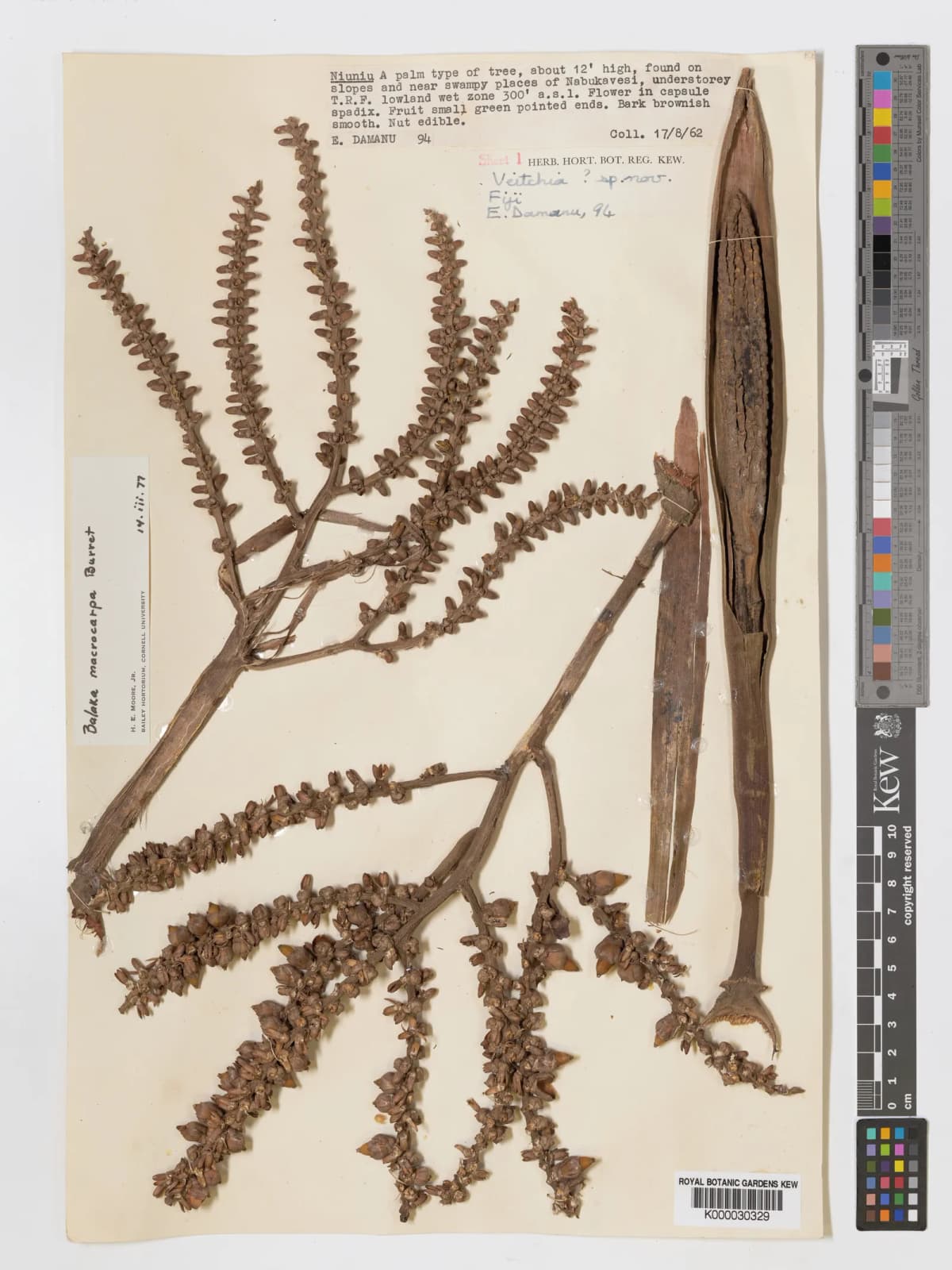 Botanical specimen of Balaka Macrocarpa.