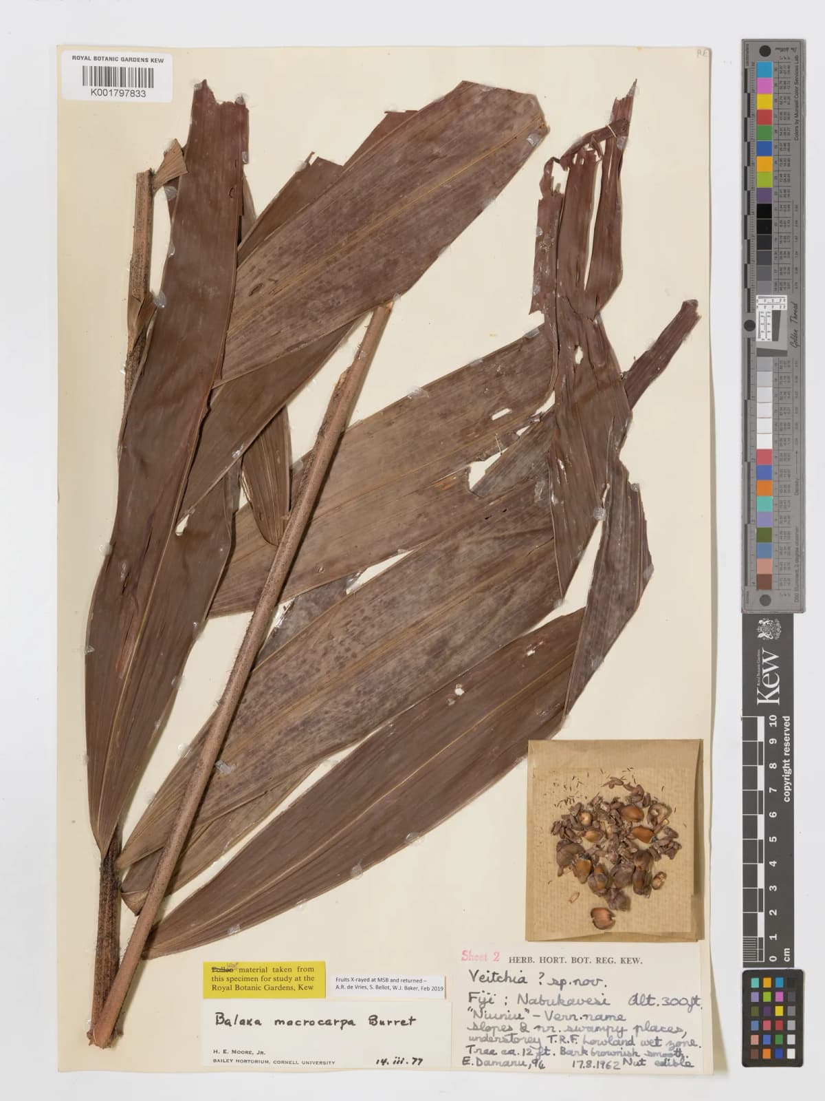 Botanical specimen of Balaka Macrocarpa.