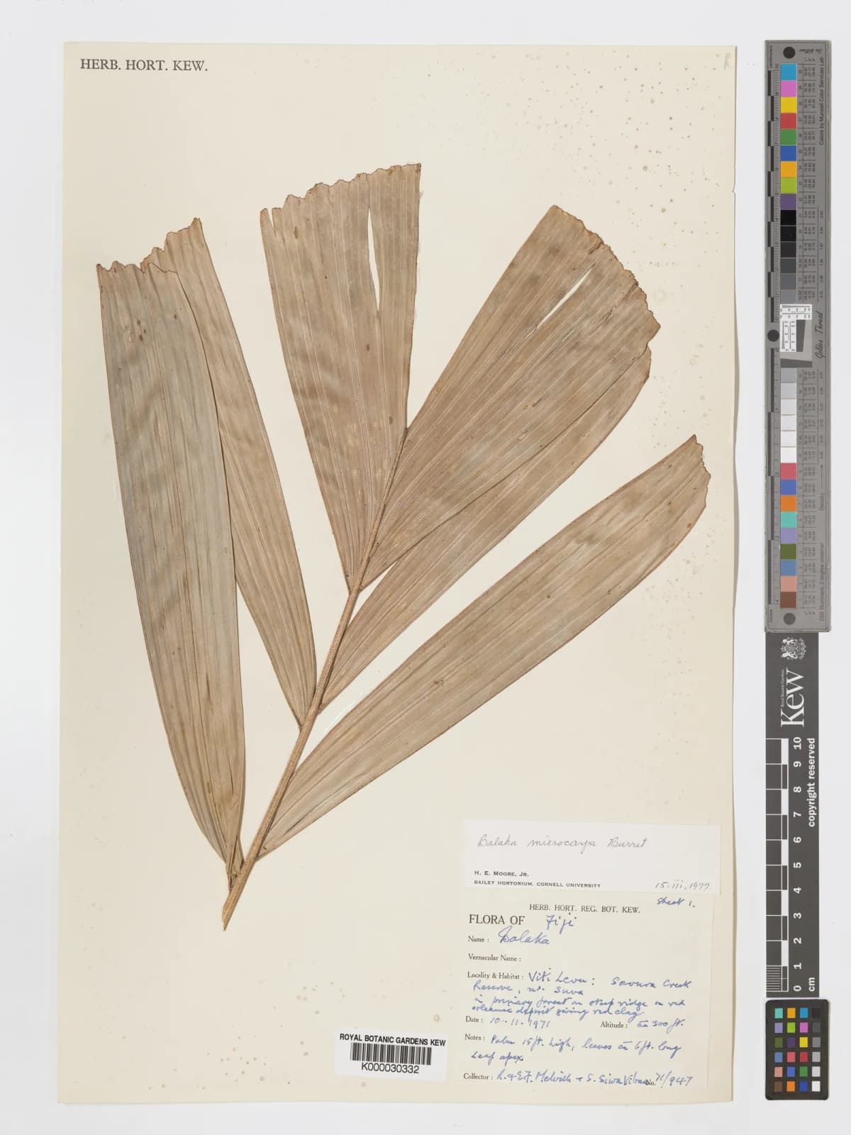 Botanical specimen of Balaka Microcarpa.