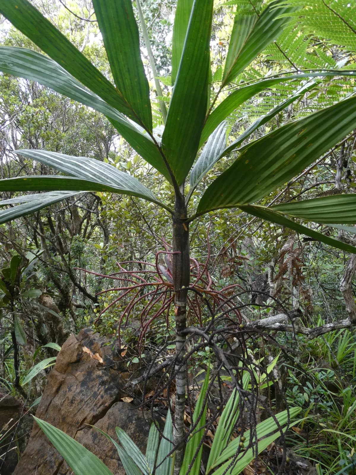 Botanical specimen of Basselinia Deplanchei.
