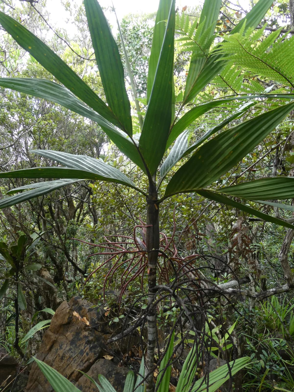Botanical specimen of Basselinia Deplanchei.