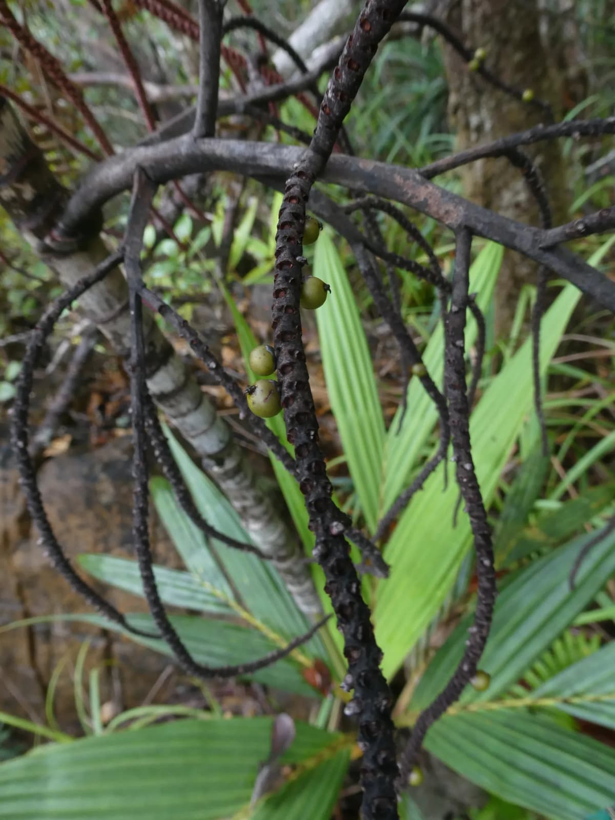 Botanical specimen of Basselinia Deplanchei.