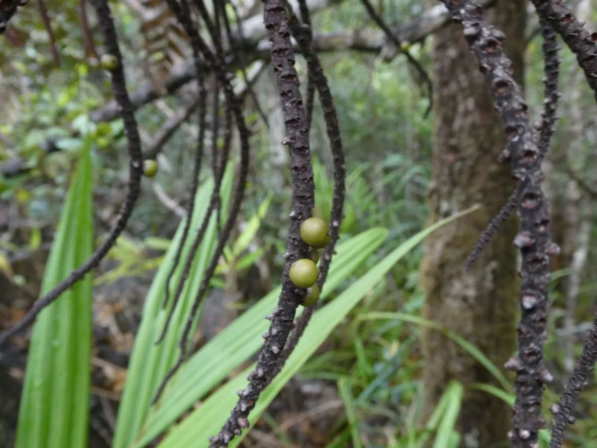 Botanical specimen of Basselinia Deplanchei.