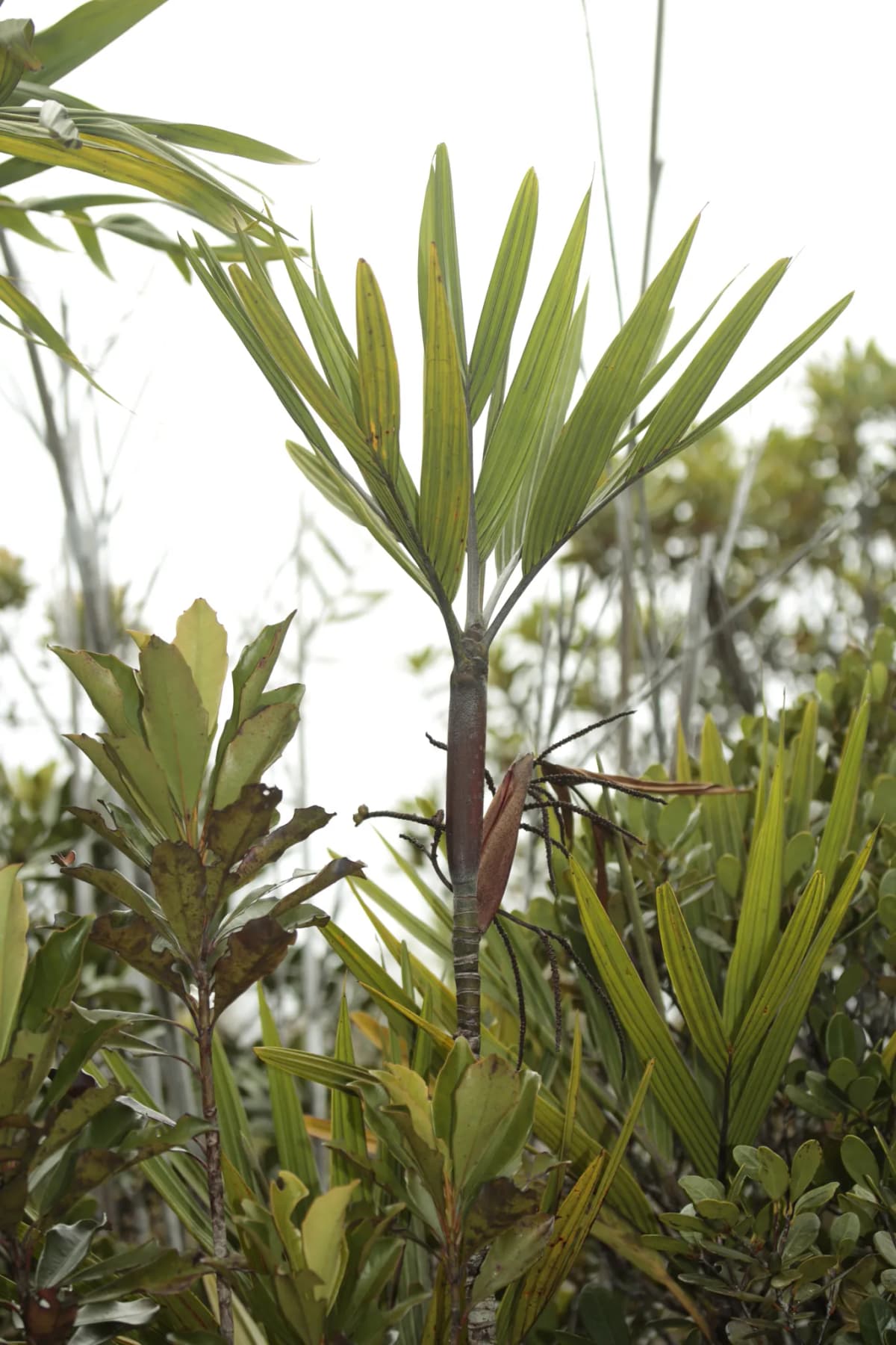 Botanical specimen of Basselinia Deplanchei.