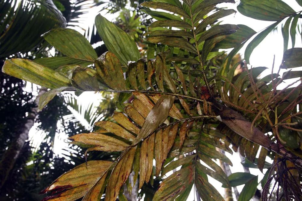 Botanical specimen of Basselinia Eriostachys.
