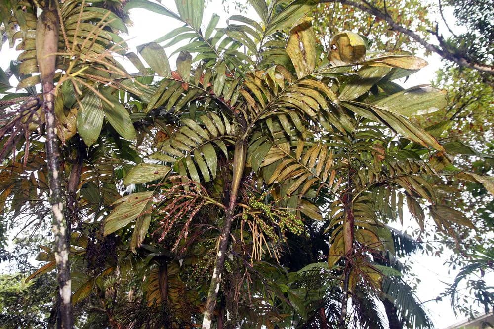 Botanical specimen of Basselinia Eriostachys.