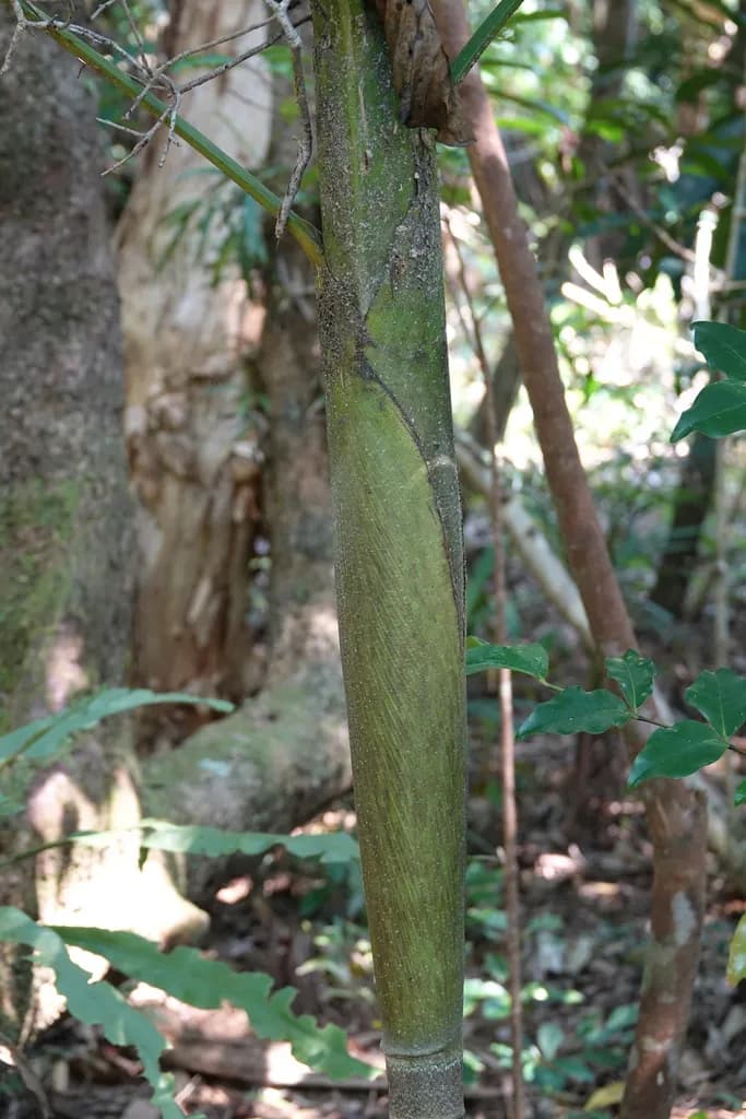 Botanical specimen of Basselinia Glabrata.