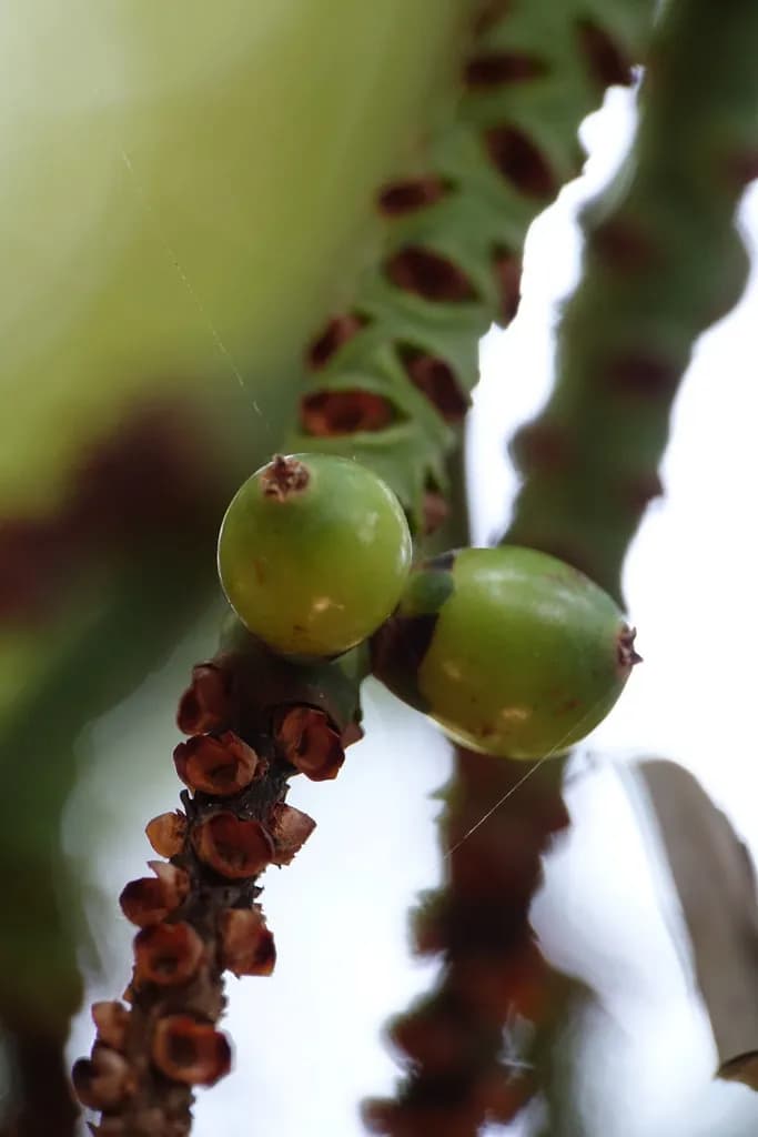 Botanical specimen of Basselinia Glabrata.