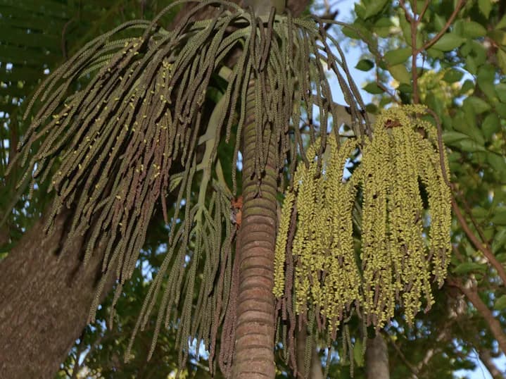 Botanical specimen of Basselinia Glabrata.