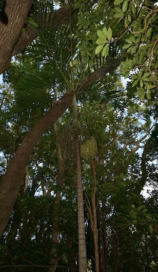 Botanical specimen of Basselinia Glabrata.