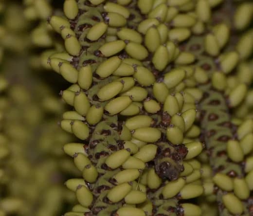 Botanical specimen of Basselinia Glabrata.