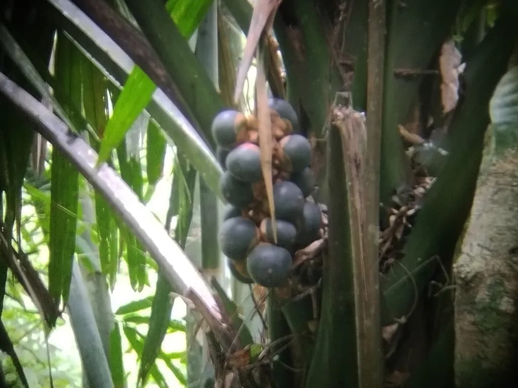Botanical specimen of Borassodendron Machadonis.