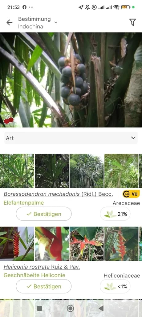 Botanical specimen of Borassodendron Machadonis.