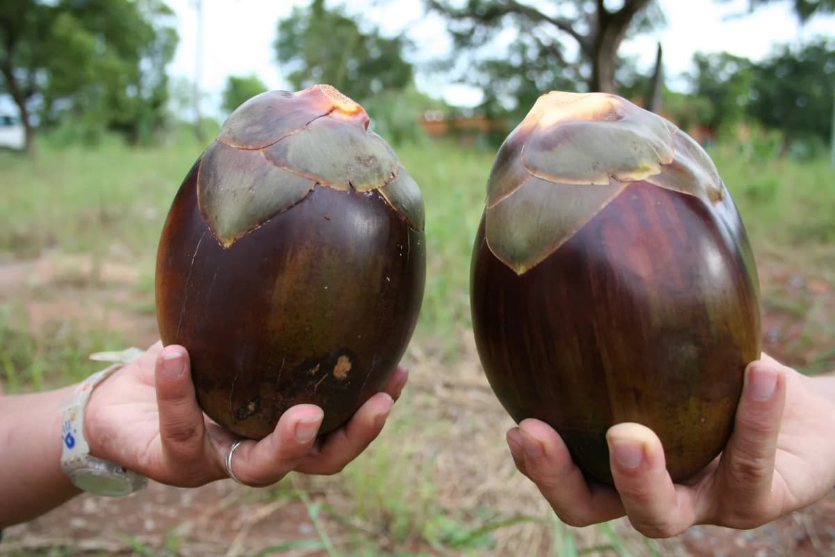 Botanical specimen of Borassus Akeassii.