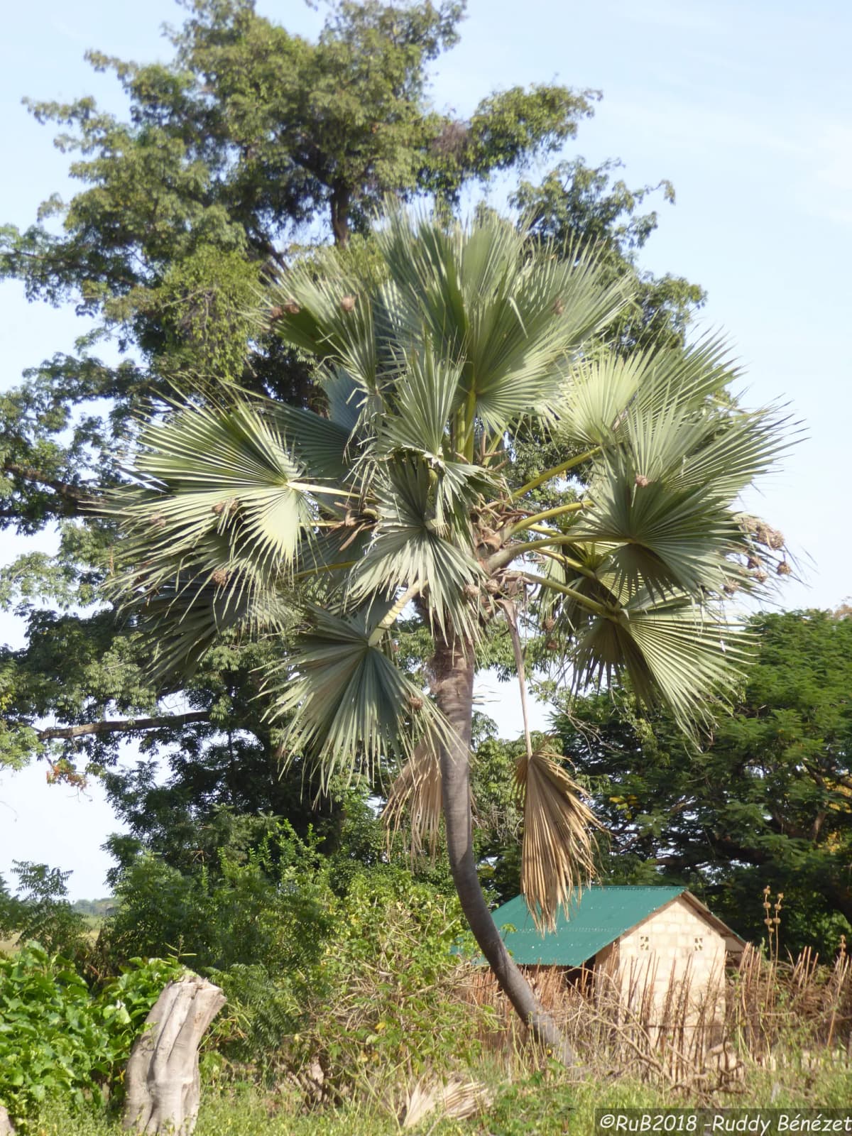 Botanical specimen of Borassus Akeassii.