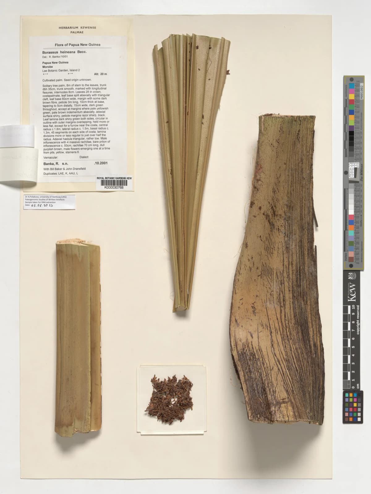 Botanical specimen of Borassus Heineanus.