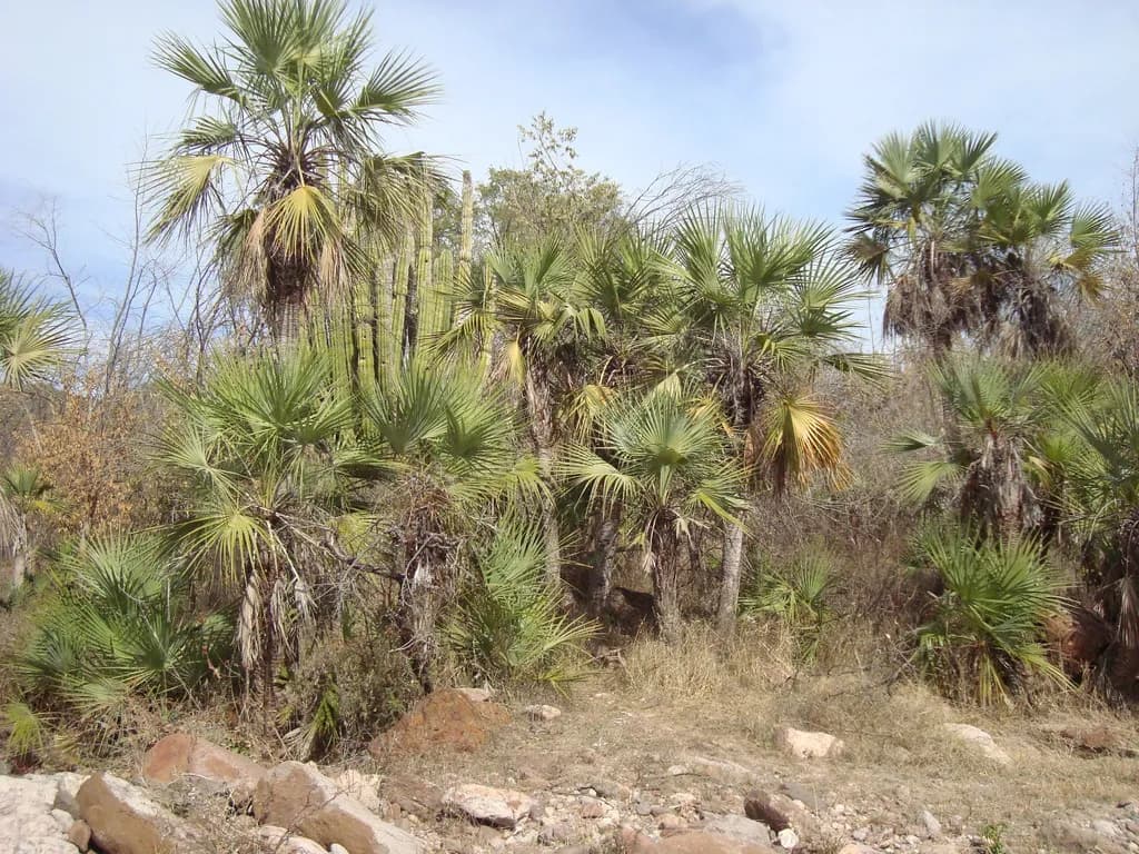 Botanical specimen of Brahea Aculeata.