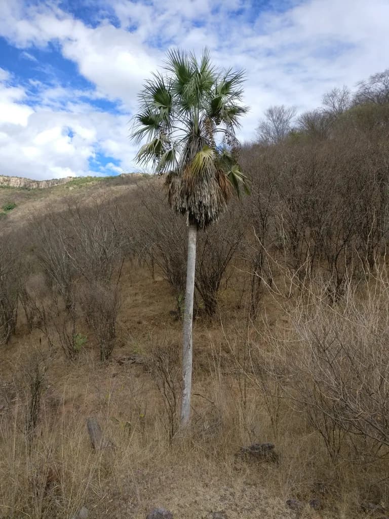 Botanical specimen of Brahea Aculeata.