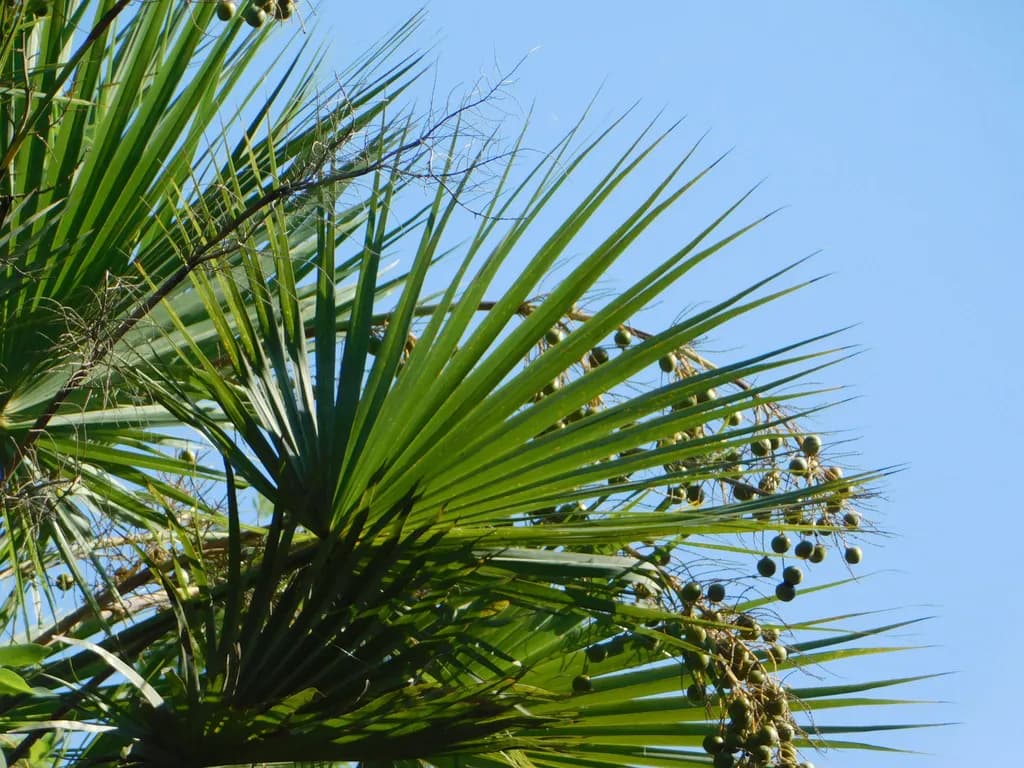 Botanical specimen of Brahea Aculeata.