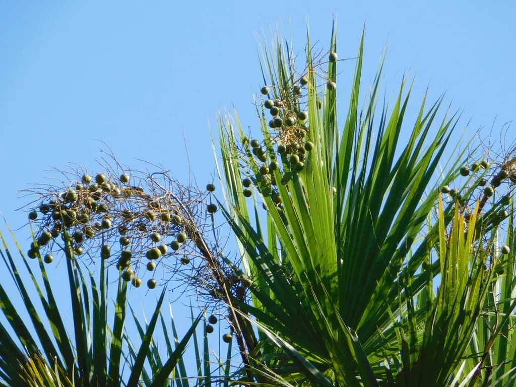 Botanical specimen of Brahea Aculeata.